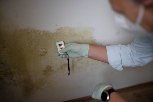 Trusted Reamstown, PA Mold Remediation Experts